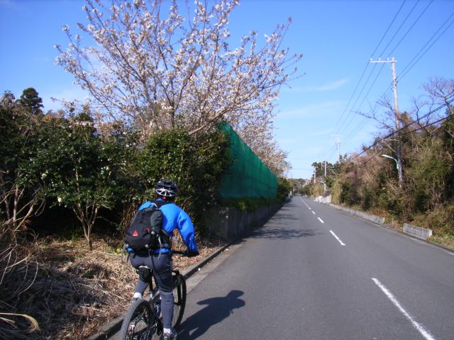 大島の桜