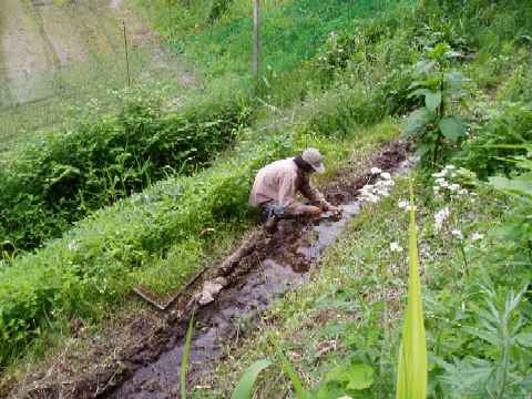 rice-planting