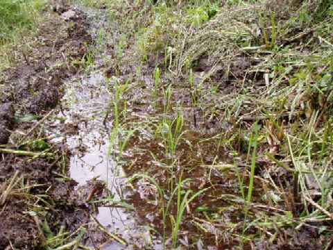 young rice plants in our mini-tanbo (rice filed)