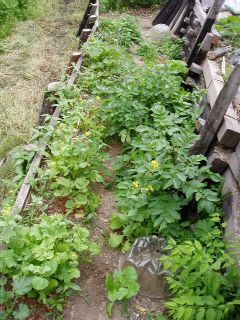 Mr.M's tiny vegitable garden in May
