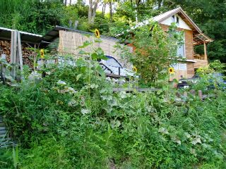 Mr.M's tiny vegitable garden at present