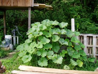 pumpkin captured the compost box