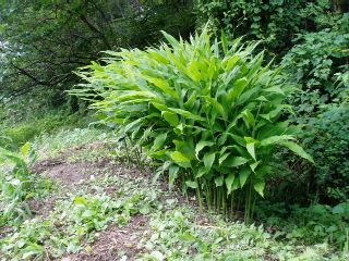 Japanese ginger