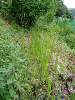 ancient rice