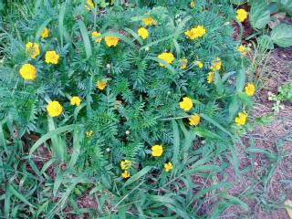 marigold here and there