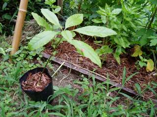 young avocado