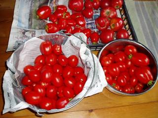 tomatoes from vegi field