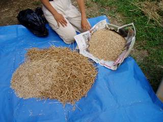 crushed wheat - grains and hulls and stems all mixed up