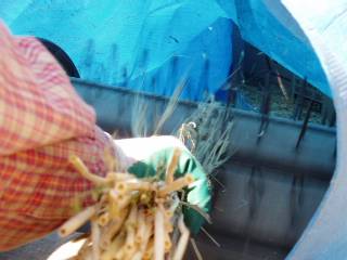 threshing barley
