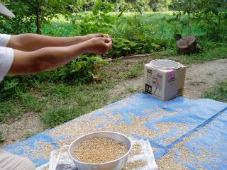 separating grains from hulls
