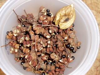 Japanese pepper, Sansho seeds and a walnut