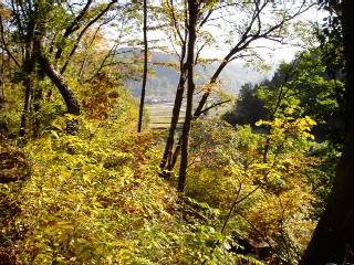 leaves turning to yellow
