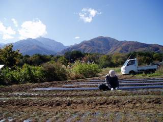 planting young onions in Awl Farm