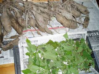 yacons and their leaves