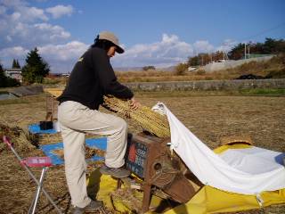 threshing rice reaped from my rice field