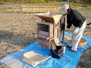 sorting out rice grains using traditional machine barrowed from a friend (which was broken while at work) 