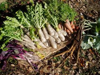 the last harvest of the year