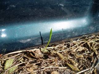wheet germinated on the truck bed