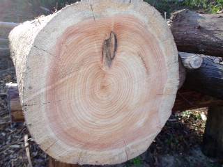 a hinoki log from our property cut down last winter - worm-eaten but not to the center 