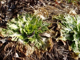 Chinese cabbages pecked by bulbuls