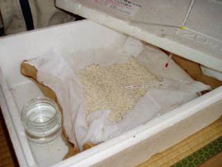 making koji (malted rice) for miso (soybean paste)