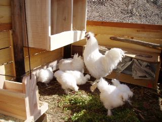 a family of Ukokkei came to our property