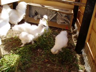 the chicks