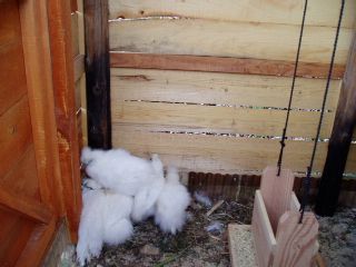 the mothers and the chicks