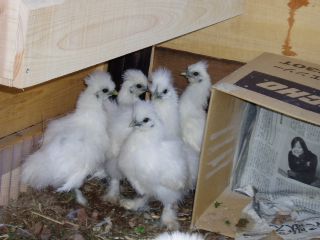 the parents are up on the box to sleep and the chicks are left by themselves