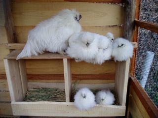 the parents and five chicks sleeping together