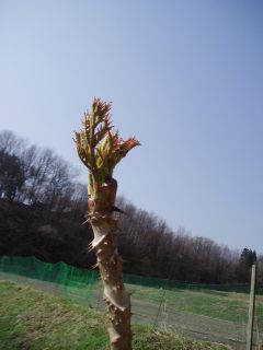 taranome (good for tempura)