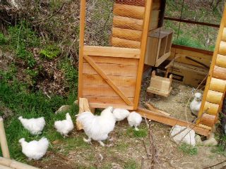 chicks taking a morning walk