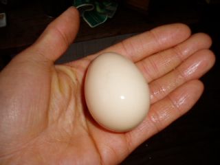 the first egg!