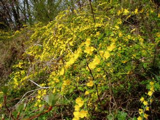 yamabuki in full bloom