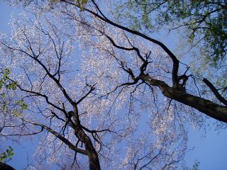 and the mountain cherry blossoms