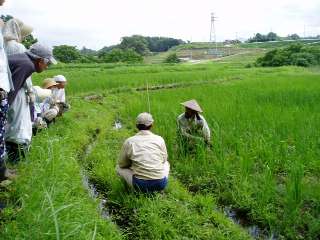 learning about weeding in rice field from Mr. Mitsui