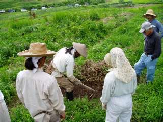 prepare ridge to be a seed bed