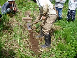 prepare ridge for sowing carrots