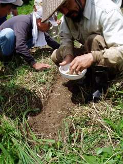 sow carrot seeds