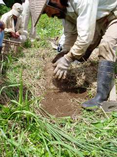 cover with earth