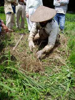 cover the ridge with weeds