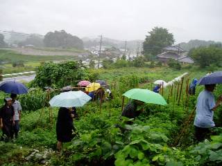 walking around the vegitables