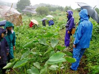 make lines for seeding Chinese cabbage