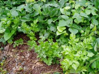 celeries and sweet potetoes