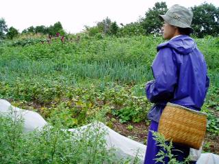 leeks and Chinese cabbages