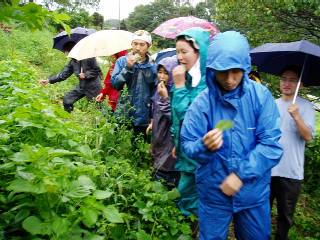 tasting egoma leaves