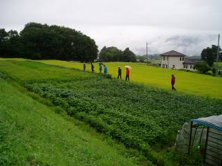 rice field