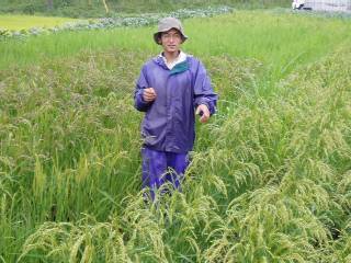 Mr. Kuroiwa in the rice field