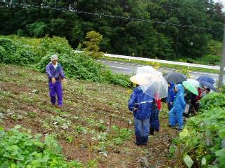 recently reclaimed area for radish and else