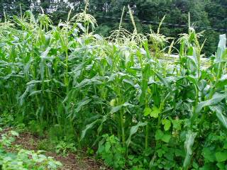 corns